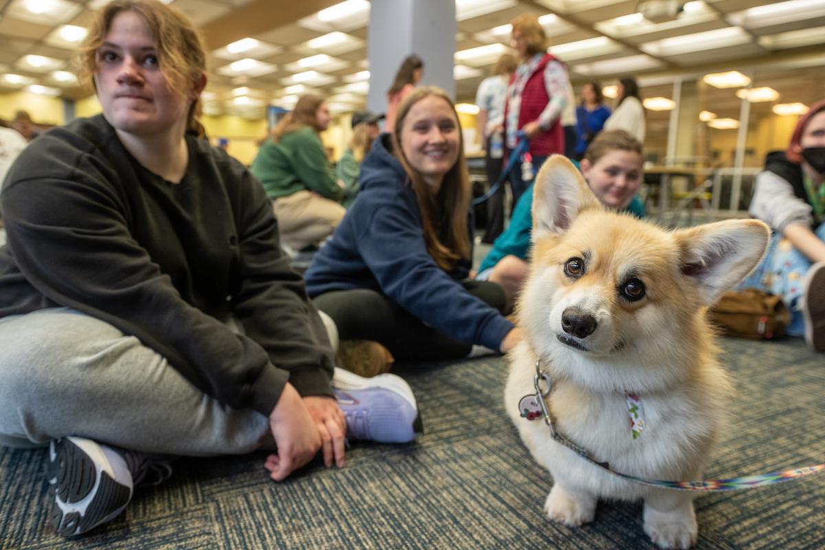 Post-Election Stress Event Therapy Dogs