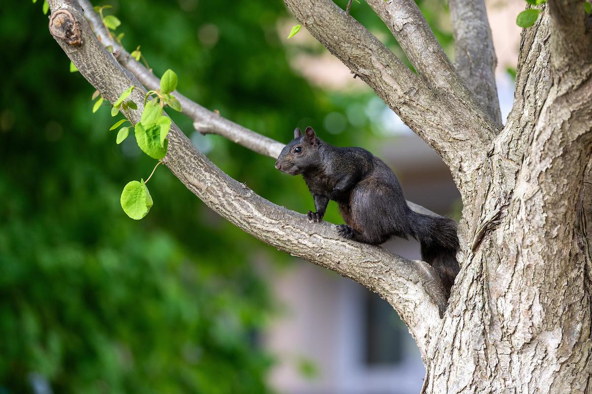 Black Squirrel