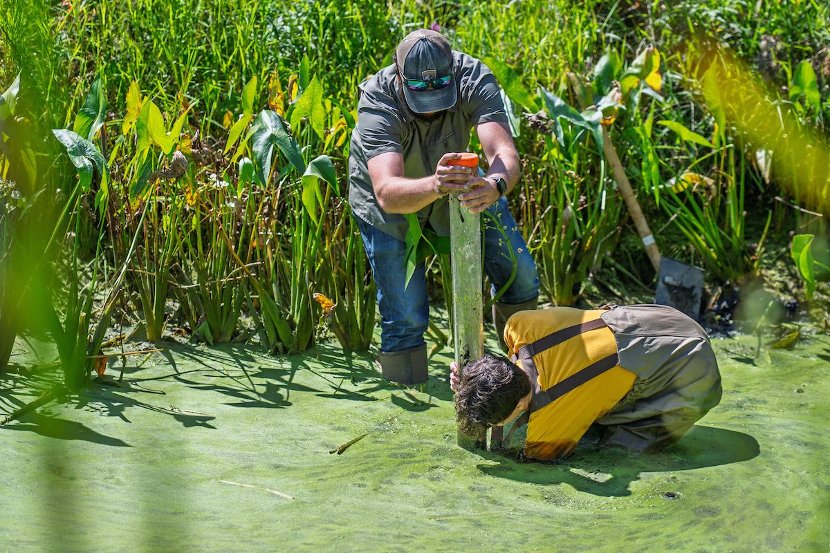 SURE student and faculty researcher collecting sediment samples. SURE student and faculty researcher collecting sediment samples.