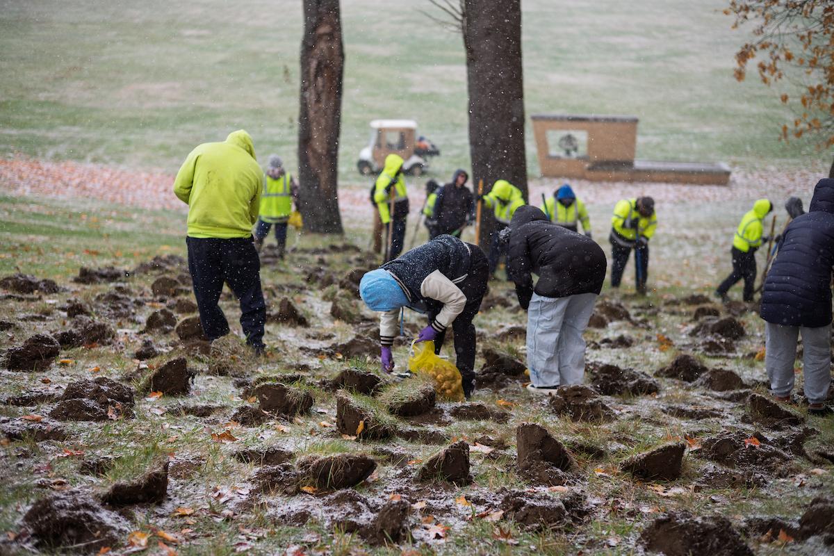 Daffodil Hill planting Veterans Day 2025