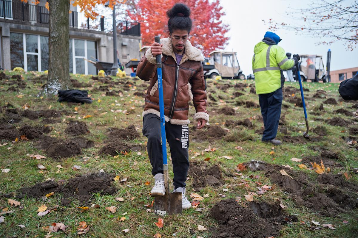 Daffodil Hill planting Veterans Day 2025