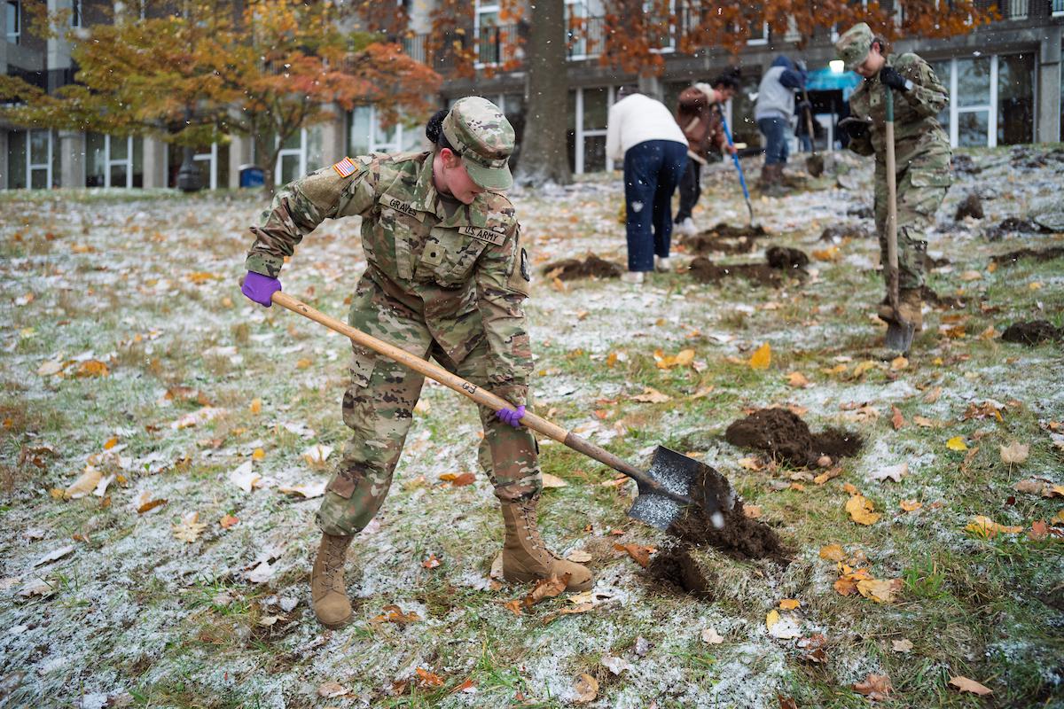 Daffodil Hill planting Veterans Day 2025