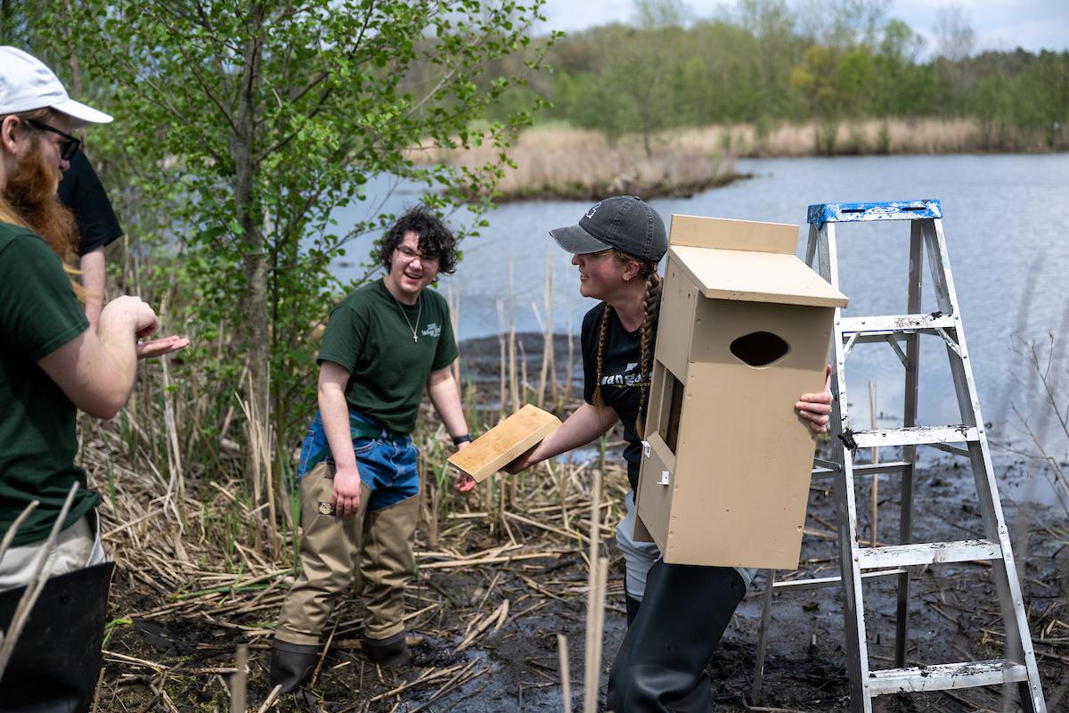 Researchers installing nesting boxes in campus wetlands.