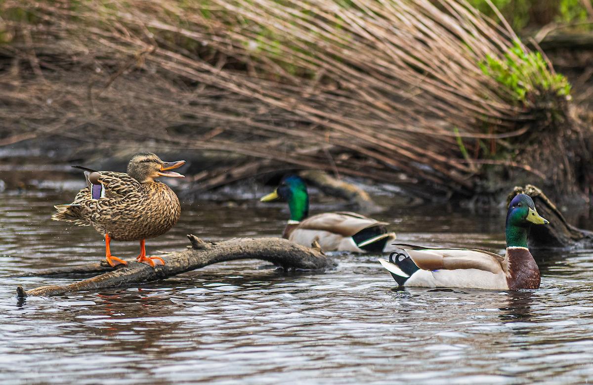 Wildlife in the wetlands.