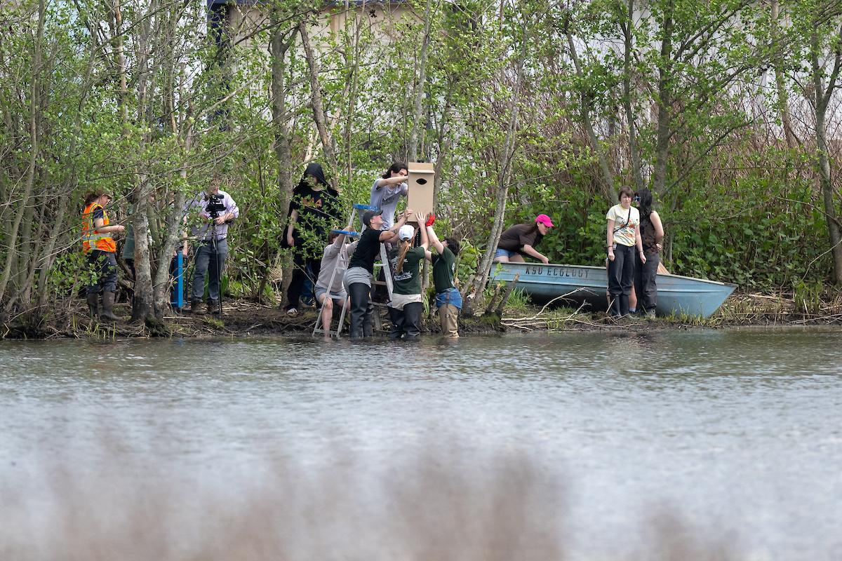 Researchers installing nesting boxes in campus wetlands.