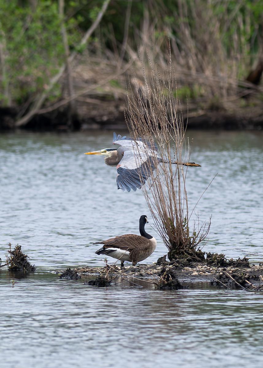 Wildlife in the wetlands.