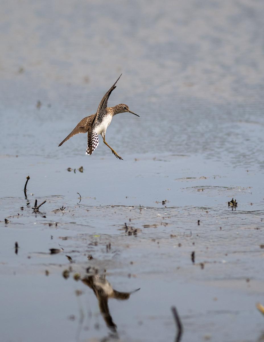 Wildlife in the wetlands.