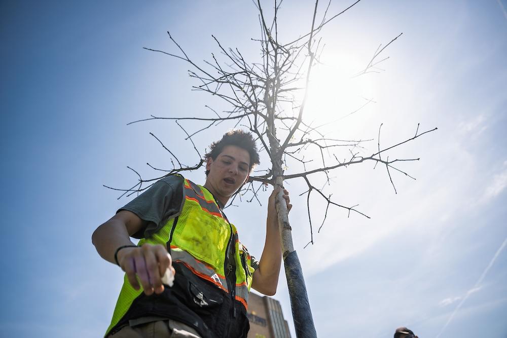 An upward shot of a volunteer planting a tree with the sunny sky behind him during Arbor_Day_Planting_2026