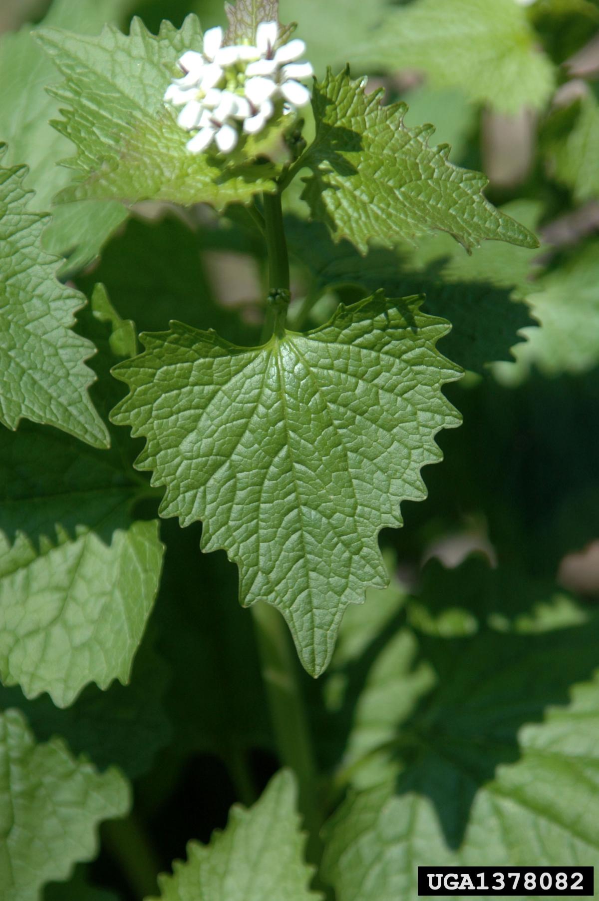 Garlic Mustard, photo credit to Chris Evans, University of Illinois, Bugwood.org Garlic Mustard, photo credit to Chris Evans, University of Illinois, Bugwood.org