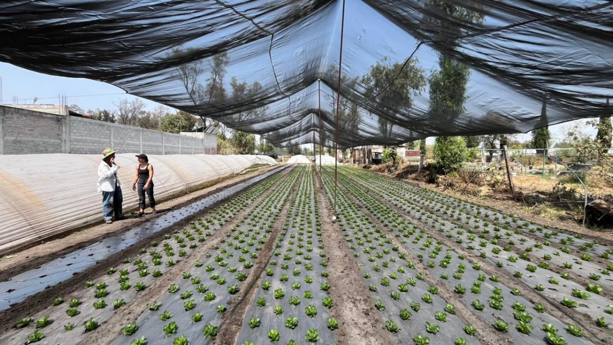 People standing beside rows of produce growing.