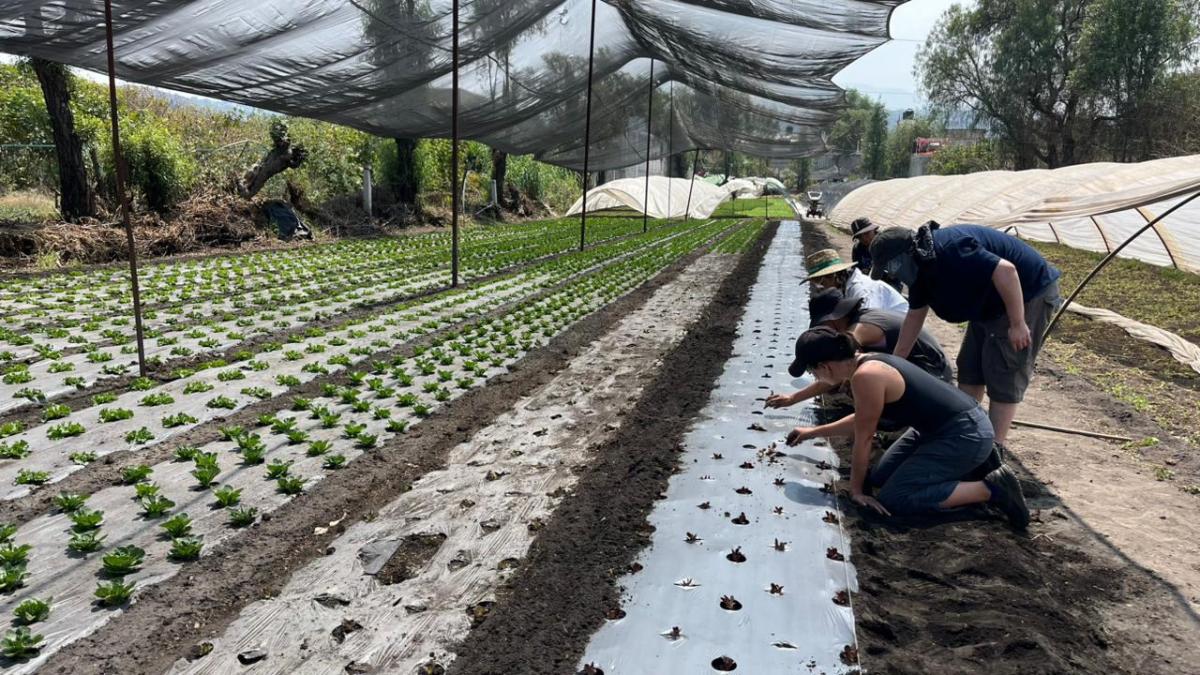 Students helping plant seeds on the farm.
