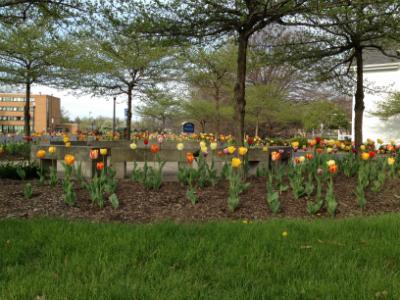 Multicolor Tulip Garden