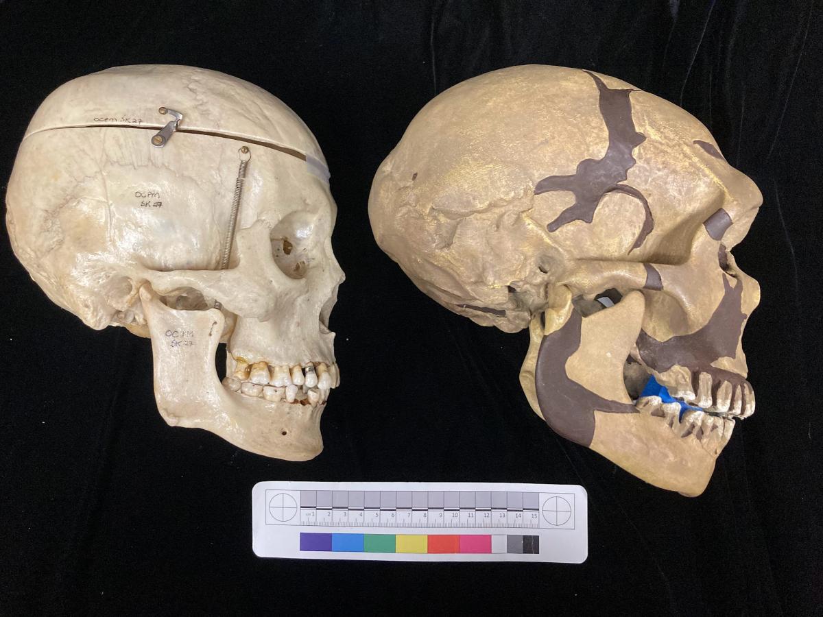Homo sapien (left) and Neanderthal (right) skulls