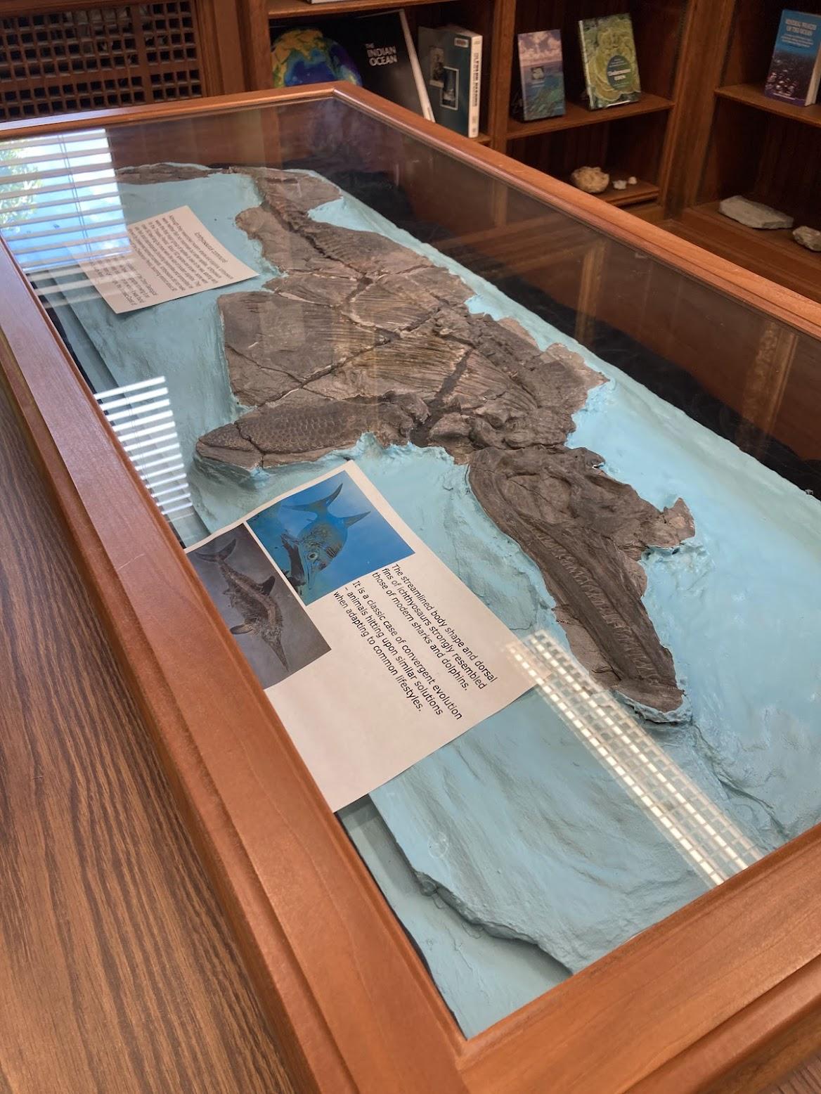 Ichthyosaur at Orton Geological Museum