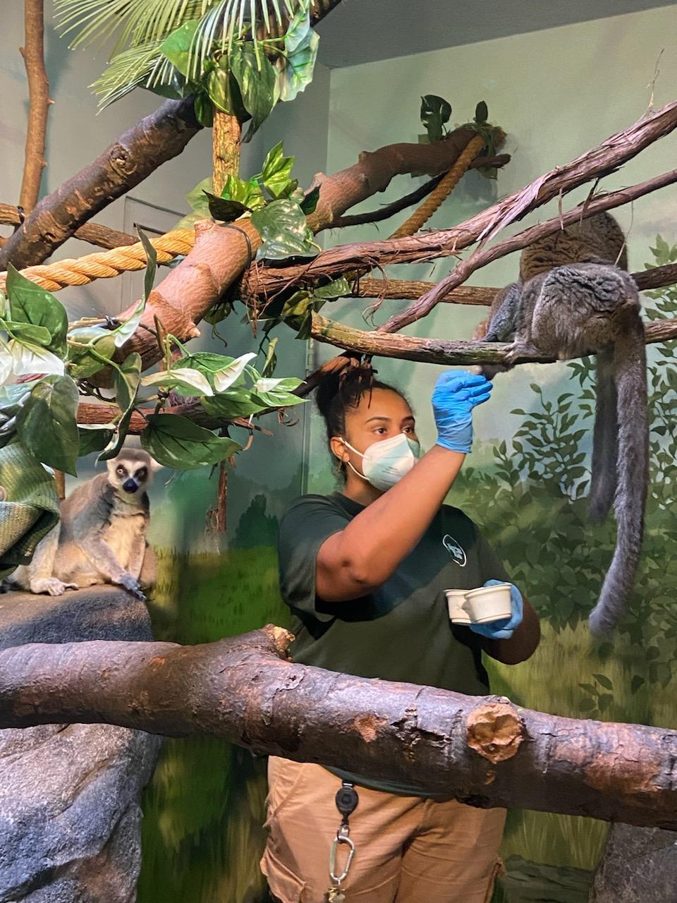 91香蕉视频 alumna Lataisha Jones at work at the Akron Zoo. 91香蕉视频 alumna Lataisha Jones at work at the Akron Zoo.