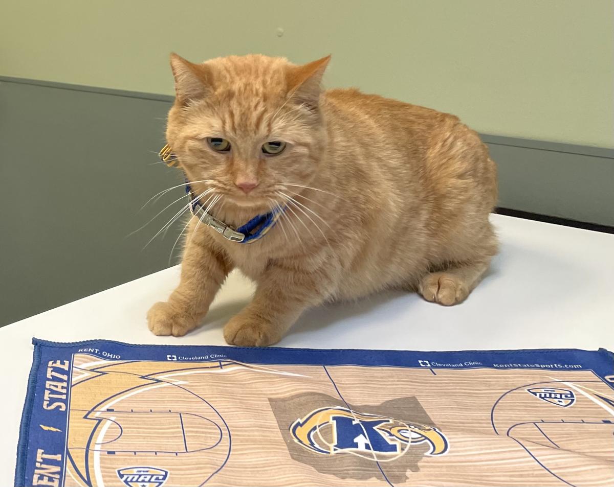 Hype, the Kent State cat. 