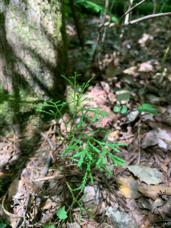 Atlantic White Cedar sapling
