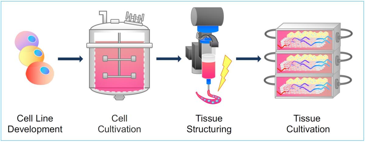 Krieger lab grown meat process flow diagram