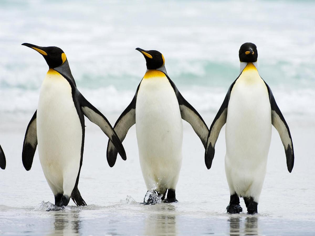 Penguins