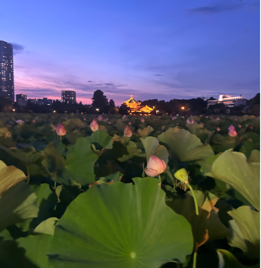 A temple lit up in the distance, a lotus pond in the foreground.