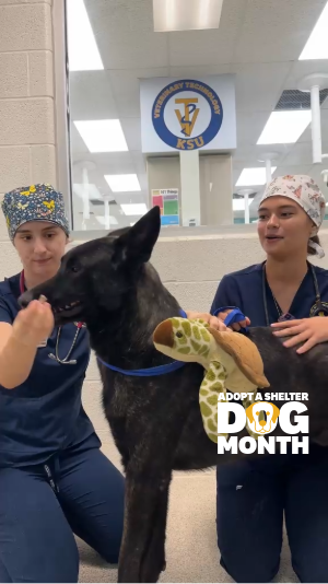 Vet tech students with dog available for adoption