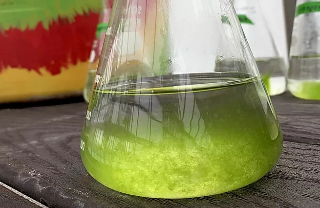 Biodesign team Algae Facade image of algal culture, Image copyright Algae Facade.