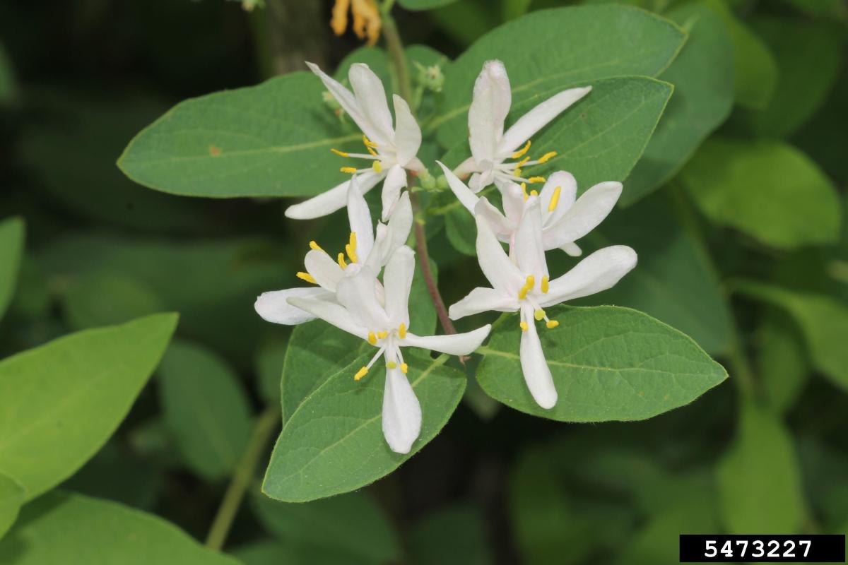 Shrub Honeysuckle Lonicera tatarica, photo credit to Rob Routledge, Sault College, Bugwood.org Shrub Honeysuckle Lonicera tatarica, photo credit to Rob Routledge, Sault College, Bugwood.org