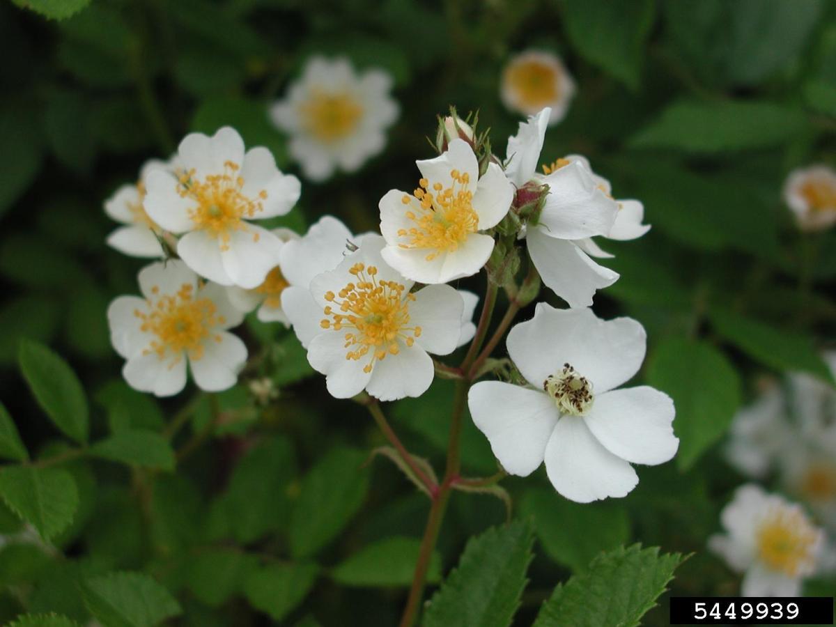 Multiflora Rose, photo credit to Leslie J. Mehrhoff, University of Connecticut, Bugwood.org Multiflora Rose, photo credit to Leslie J. Mehrhoff, University of Connecticut, Bugwood.org