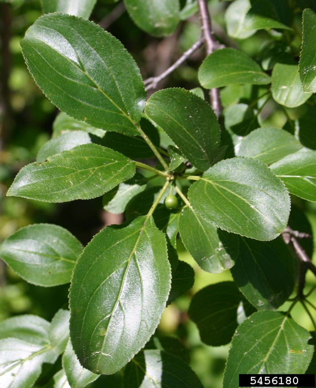 European Buckthorn, photo credit to Leslie J. Mehrhoff, University of Connecticut, Bugwood.org European Buckthorn, photo credit to Leslie J. Mehrhoff, University of Connecticut, Bugwood.org