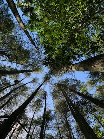 Tree canopy in New Jersey