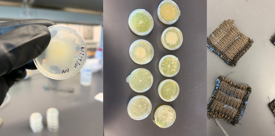 Biodesign team Embrace the Mold image of fungal cultures and inoculated textiles, Image copyright Bioblack