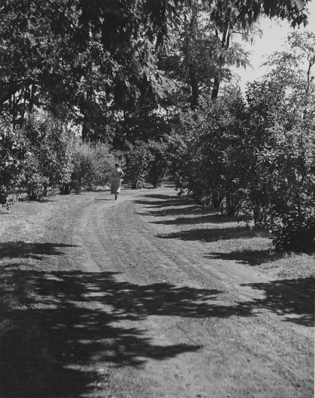 Lilac Lane near Engleman Hall.