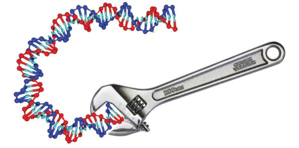 mechanics and dynamics of tightly bent DNA molecules
