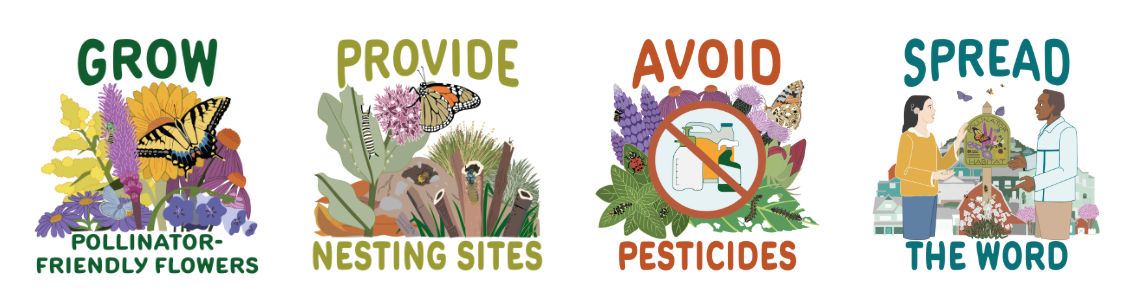 4 steps for pollinator week
