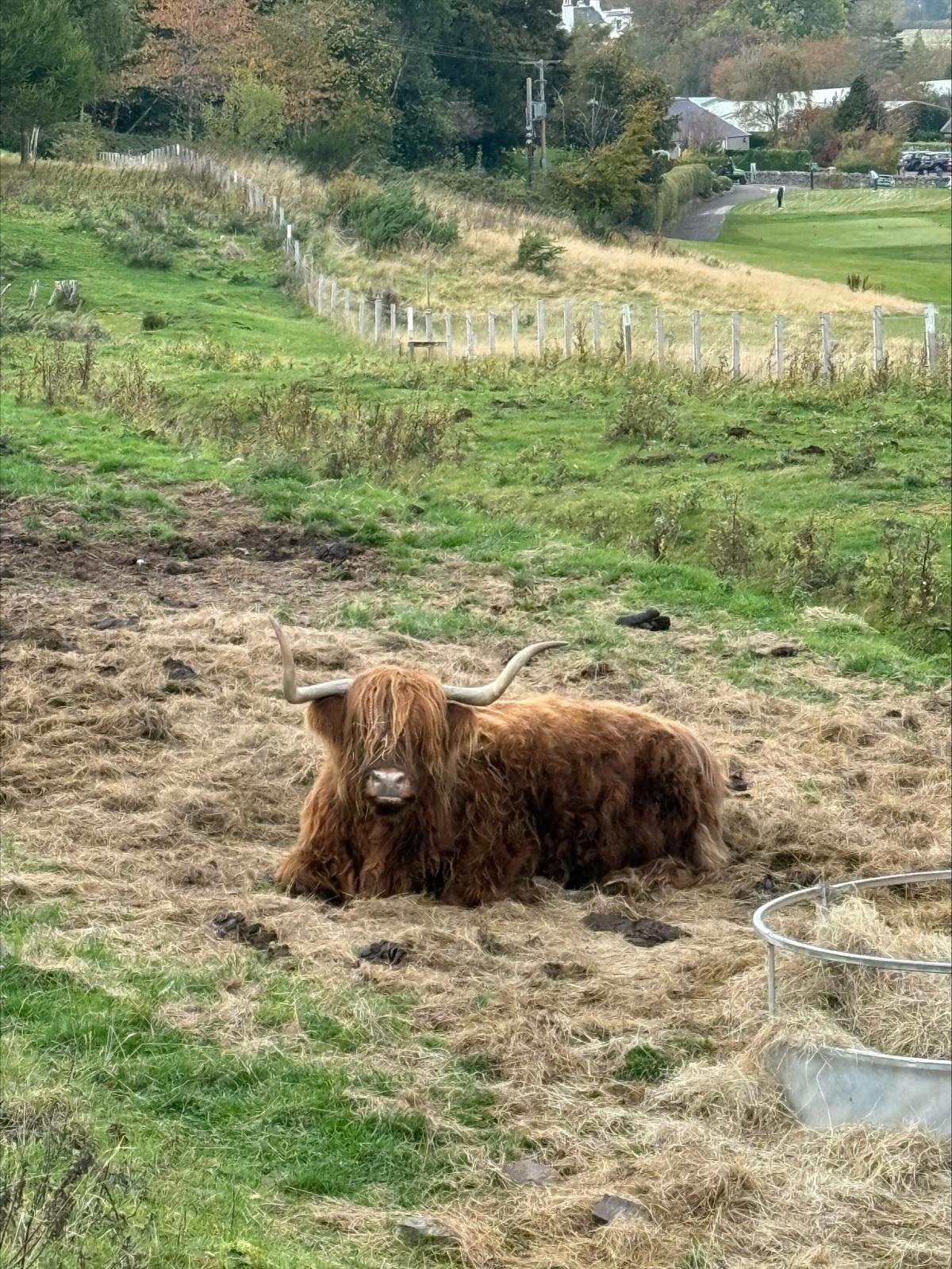 A Highland cow in Scotland