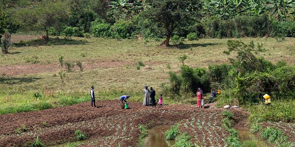 rice paddie farmers in Kigali, Rwanda