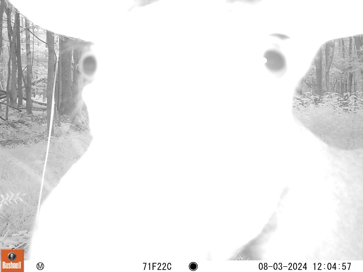 trail cam image of deer