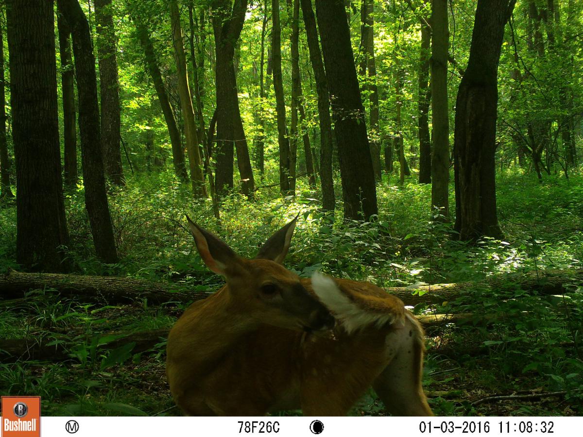 trail cam image of deer