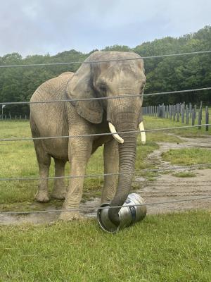 Elephant Bette poses holding a barrel.