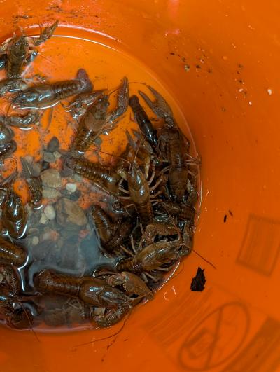 orange bucket full of crayfish