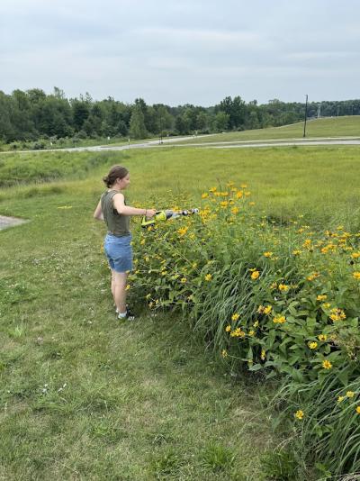 Student sampling bees