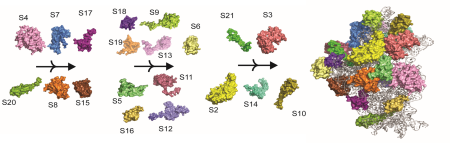 Diagram of ribosome biogenesis