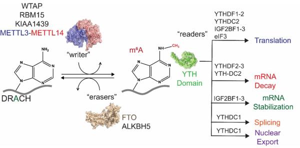 Understand the evolutionary importance of modified nucleotides in RNA-protein interactions during epitranscriptomic regulation