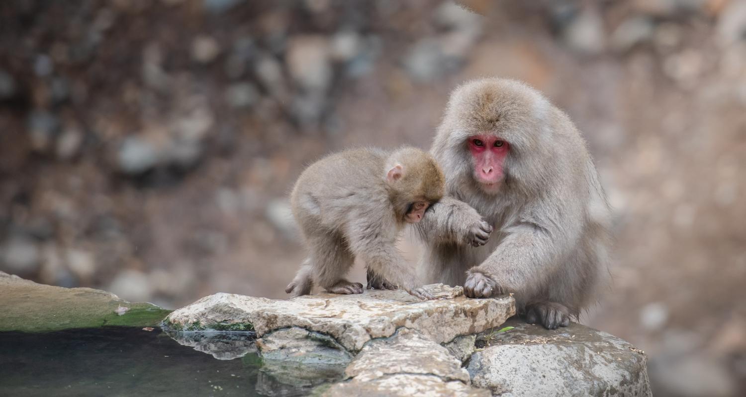 An adult and baby monkey in Japan.