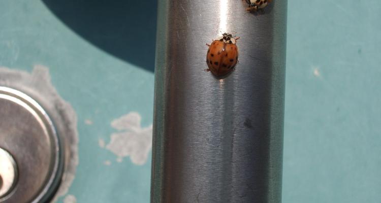 lady beetles