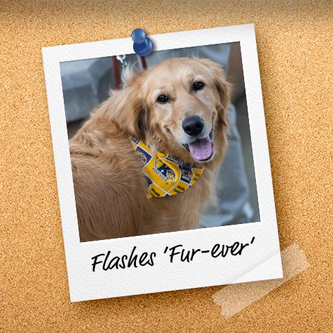 A polaroid of a golden retriever with the words "Flashes Fur-ever" underneath.