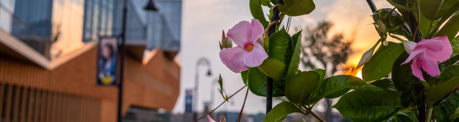 A view of Ƶ State buildings through some flowers growing on a tree.
