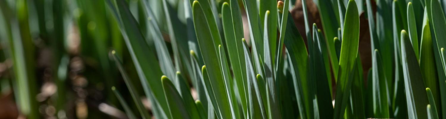 Daffodils growing and getting ready to bud
