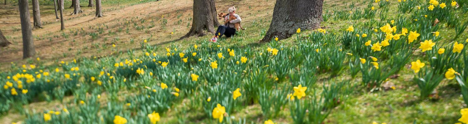 Daffodil Hill in late March