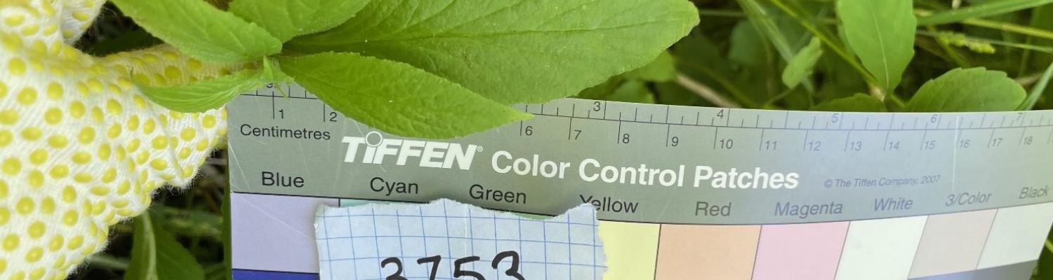 A plant leaf being measured with a ruler